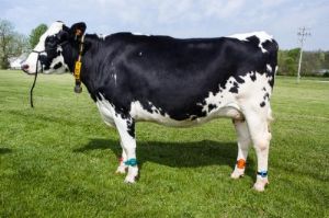 “Fitbits” For Cows: The Latest in Precision Dairy Cattle Technology